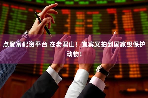 点登富配资平台 在老君山！宜宾又拍到国家级保护动物！
