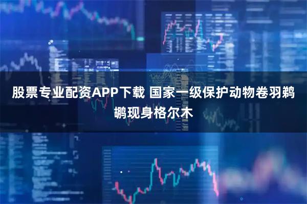 股票专业配资APP下载 国家一级保护动物卷羽鹈鹕现身格尔木